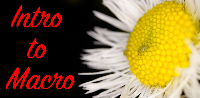 intromacro